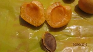 Абрикос Манитоба