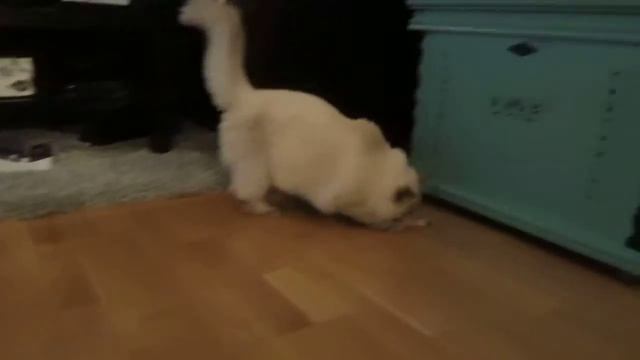 Cleo - Leka med Flamingo смотреть онлайн