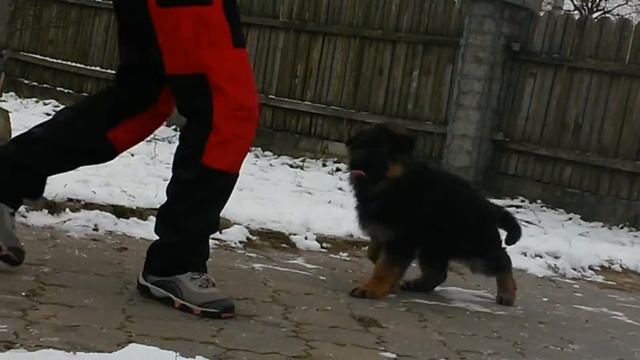 трехцветная №6 смотреть онлайн