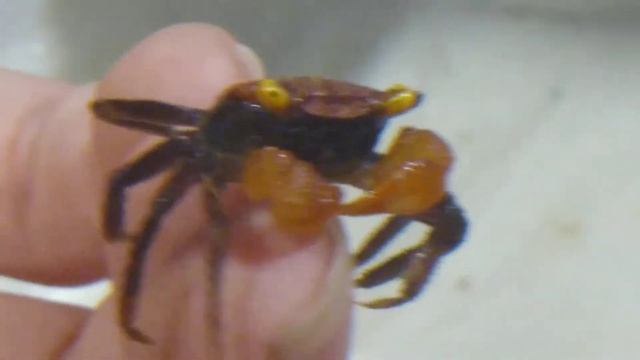 Aquashella Dallas Apricot Vampire Crabs 🦀 смотреть онлайн