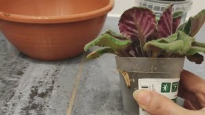 Почему у фиалки листья растут вверх? Пересадка фиалки.