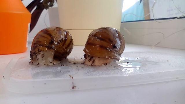 Мои улитки /моя коллекция смотреть онлайн