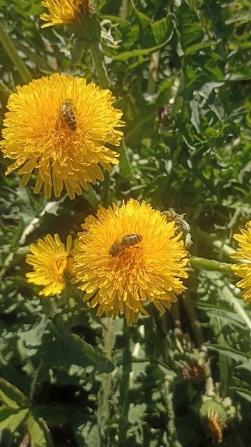 две пчелки собирают нектар #shortvideo смотреть онлайн