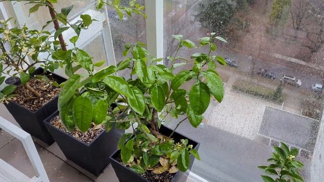 My Citrus Trees Living Outside in Vancouver in January смотреть онлайн