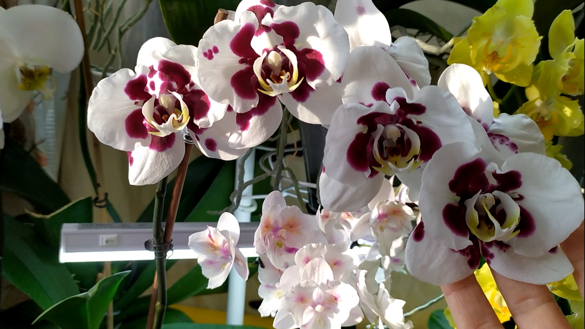 Домашние цветение орхидей. Как разместить орхидеи на подставке. смотреть онлайн