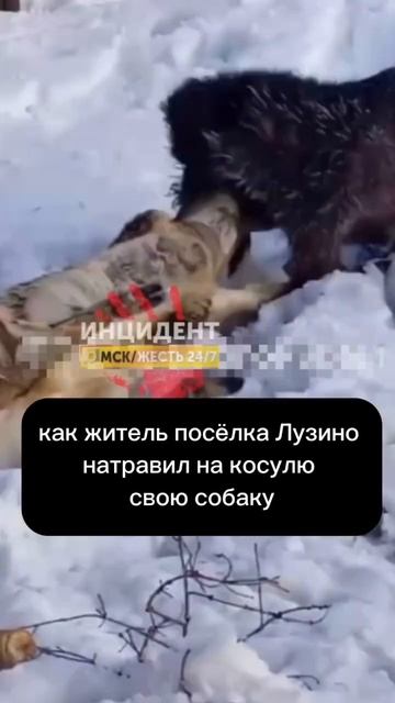 В ОМСКОЙ ОБЛАСТИ ИСТРЕБЛЯЮТ КОСУЛЬ #shorts #омск #новости #omsk #jvcr #косуля смотреть онлайн