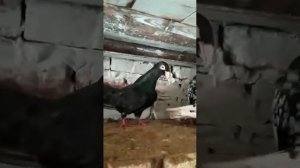 Одесский турман