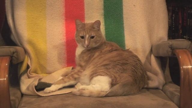Tinker, TUCKER, Soldier, Spy -- Cat Clips #203 смотреть онлайн