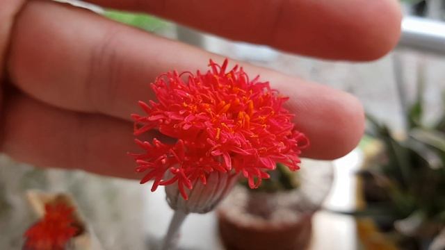 Senecio Stapeliformis - Succulent Flower - Sukulent - Cacti