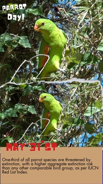 WORLD PARROT DAY @WORLDWILDLIFE CELEBRATING ANIMAL AWARENESS DAYS! #VIRAL #WORLDPARROTDAY #parrot смотреть онлайн