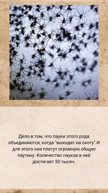 дождь из пауков смотреть онлайн