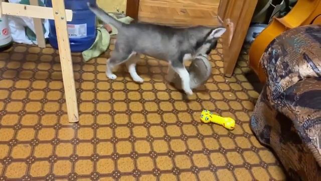 Хаски 3 мес  Тапок - лучшая игрушка! #хаскивидео  #shortsfunny  #хаски