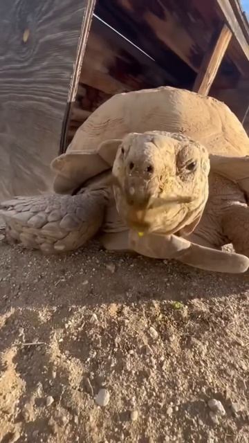 Ike coming up from his burrow 😎🐢 смотреть онлайн