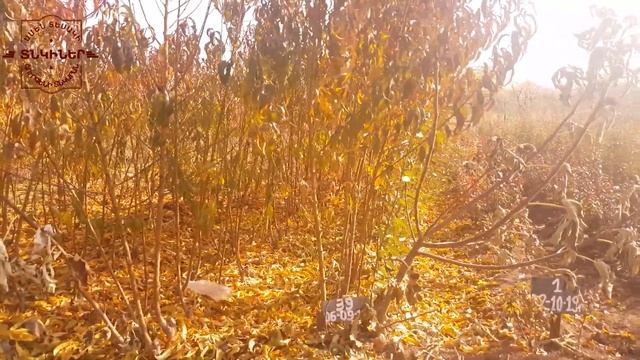Tnkiner amen tesaki (Gurgeni tnkaran Qax.Ashtarak) смотреть онлайн