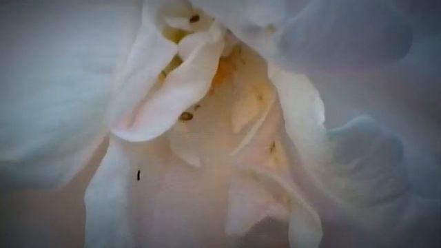 lara fabian la difference смотреть онлайн