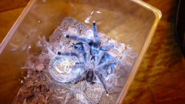 Avicularia metallica mating смотреть онлайн