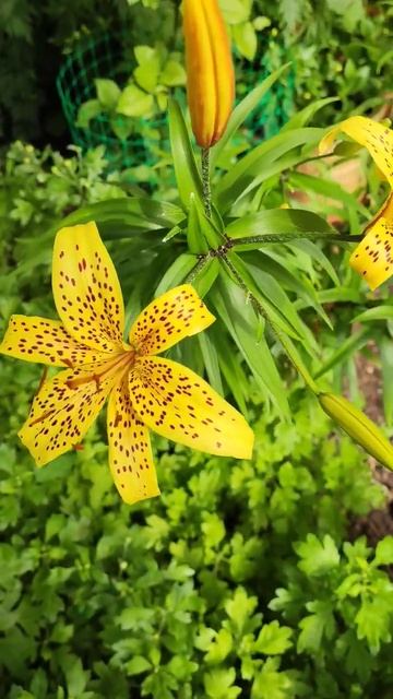 Тигровая лилия 🌿 смотреть онлайн