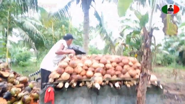 How To Make Money From The Coconut Tree Copra Making/Buhay Probinsya смотреть онлайн