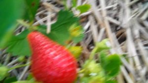 Земляника Альба.