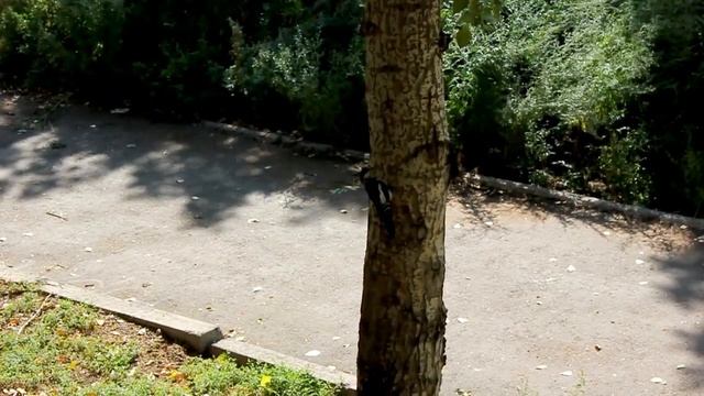 Дятел на дереве. смотреть онлайн