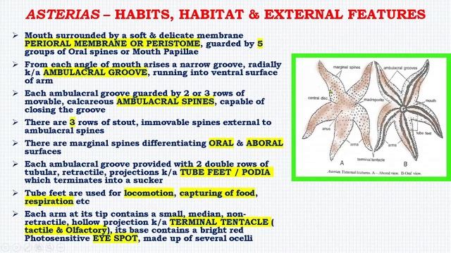 ASTERIAS : HABITS HABITAT & EXTERNAL FEATURES