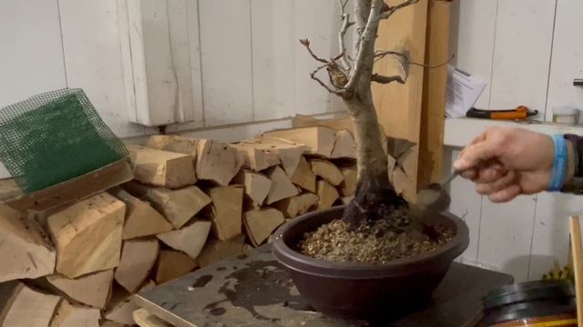 Hainbuche Carpinus betulus Umtopfen Bonsai 17/22 смотреть онлайн