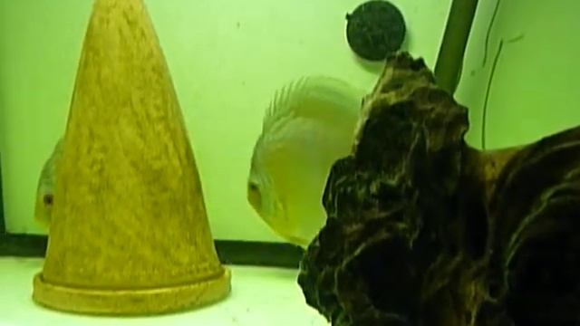 discus wild green rio nanay vasca 150 l 100211.MOV смотреть онлайн