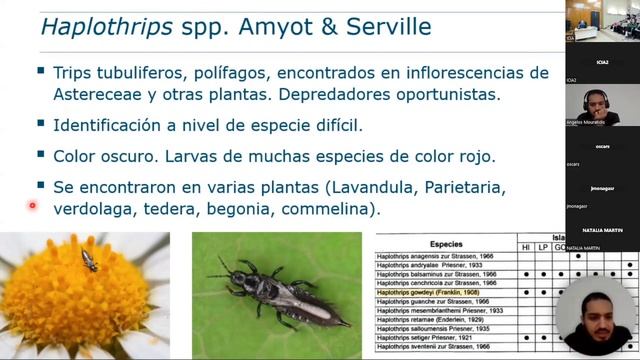 Identificación morfológica de trips. Angelos Mouratidis смотреть онлайн