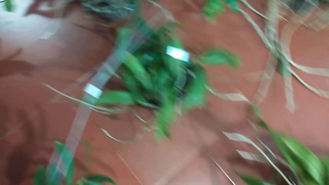 Lan Rừng Tối 04/7_0392598516_kiều Var,đen Rô Xuân,vôi,long Tu Xuân,kiếm Huế,trí,quế T8,sơn Thủy Tiê