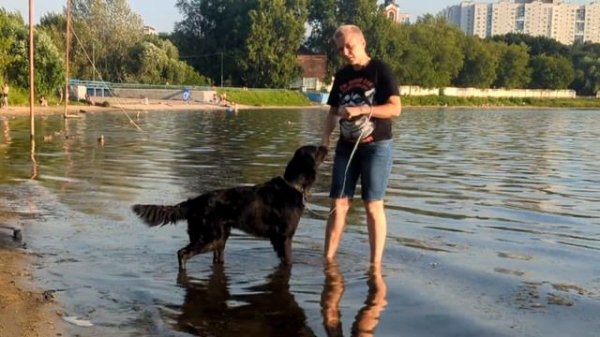 3 способа научить собаку ПЛАВАТЬ