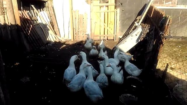 Утки, как содержим. смотреть онлайн