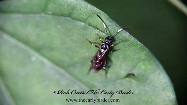 Several different Ichneumon Wasps investigating leaves with antennae. смотреть онлайн