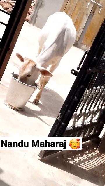 Nandu Maharaj 🥰🥰 #shorts#viral.#youtubeshorts смотреть онлайн