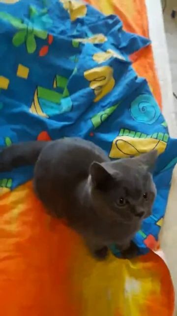 КОТЕЙКА УПАЛ С КРОВАТИ смотреть онлайн