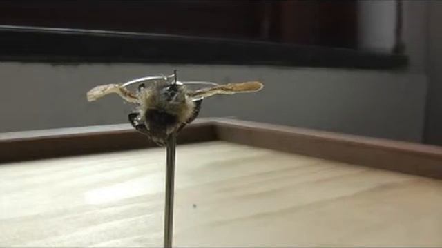 Bee Sculpture смотреть онлайн