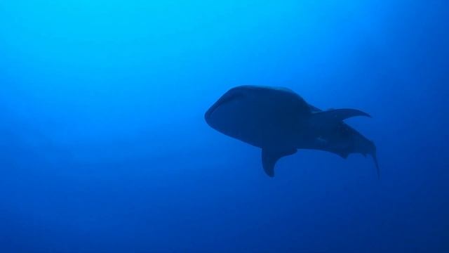 Whaleshark Snorkeling in Maldives, Dhigurah Island смотреть онлайн