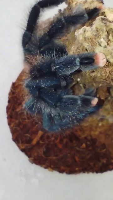 Avicularia metallica. смотреть онлайн