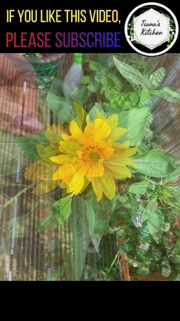 Shorts | My Son's First Sunflower Plant | Sunflower Plant Growth | #shorts | Tiana's kitchen смотреть онлайн