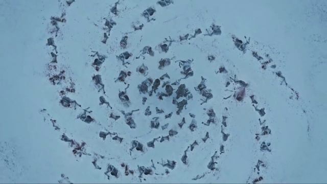 Честер Небро - Хлам (Game Of Thrones -VIDEO)