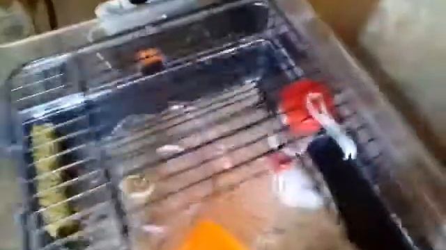 Зоопокупки! смотреть онлайн