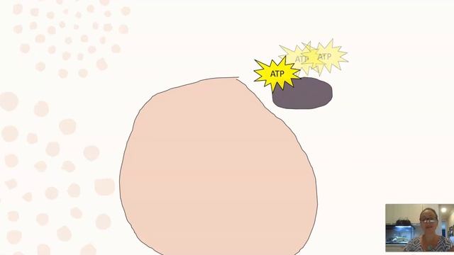 Theory Of Endosymbiosis - AP Biology 2.11