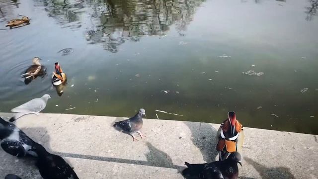 Утка лимонка, Варшава весна 2022.