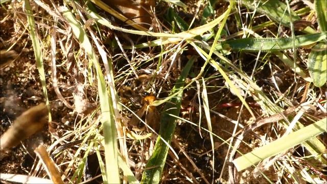 Observations at a large Ivy bee (Collletes hederae) nesting aggregation смотреть онлайн
