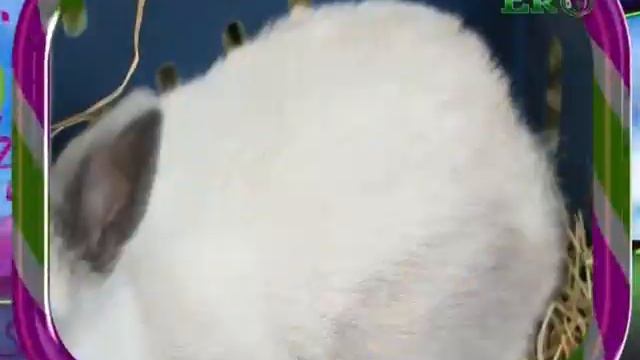 Малята і звірята: Декоративний кролик. смотреть онлайн