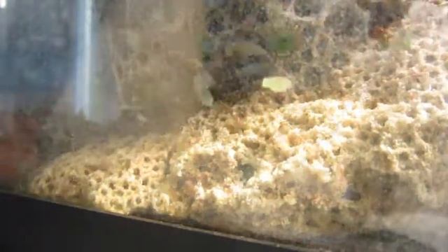 Time Lapse: Atta cephalotes Colony- Close-Up смотреть онлайн