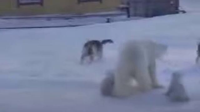 Медведица защищает медвежат #мирживотных смотреть онлайн