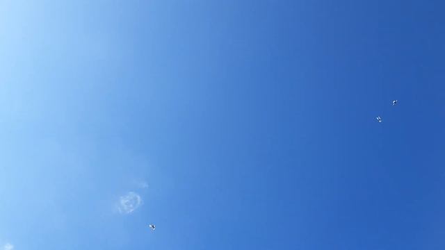 Tauben/Pigeons/Голуби смотреть онлайн