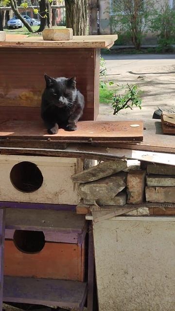 Чёрная пантера, житель кошачьей коммуналки. смотреть онлайн