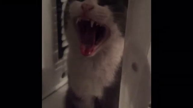 САМЫЙ ЖЕСТКИЙ СКРИМЕР смотреть онлайн
