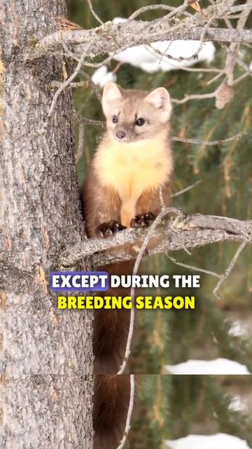 The American Pine Marten One Of The Most Adorable Assassin! #shorts смотреть онлайн